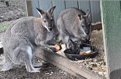 Familie Wallaby 6 April 2024